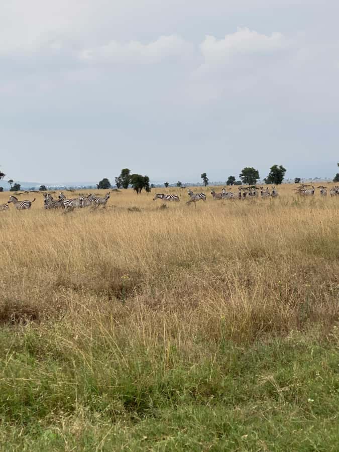 Nairobi: ATV/Quad Bike Wildlife Safari with Transfers & meal - Practical booking advice before you go