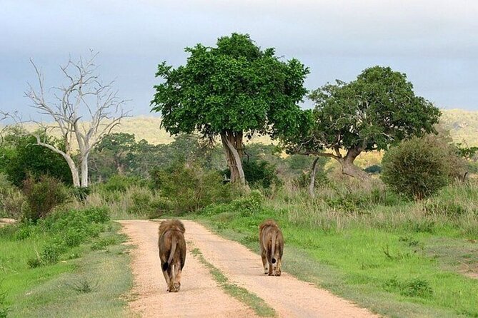 Nairobi National Park Safari With a Visit to Giraffe Center. - Why Nairobi National Park makes this morning special