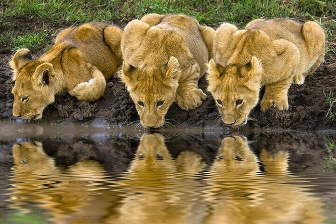 Nairobi National Park Safari With a Visit to Giraffe Center. - What the private format adds
