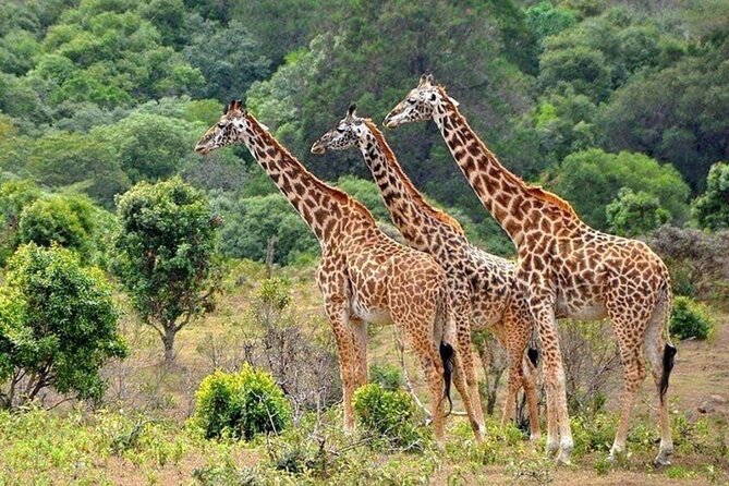 Nairobi National Park Safari With a Visit to Giraffe Center. - The coffee stop between the two attractions