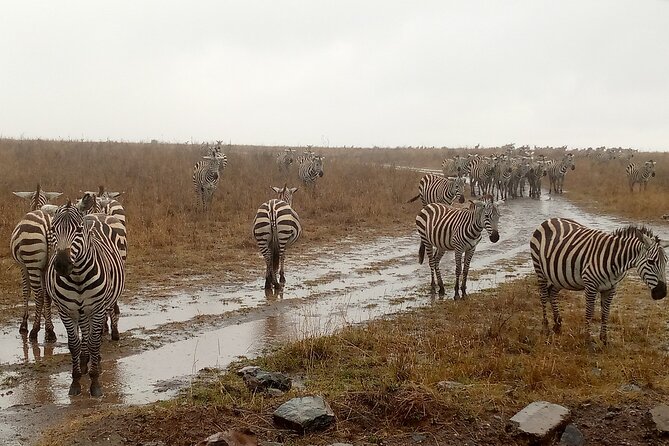 Nairobi National Park Safari With a Visit to Giraffe Center. - How long the day really takes