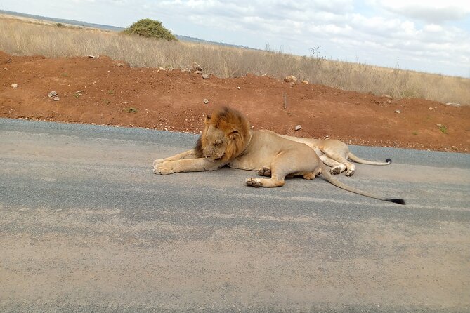 Nairobi National Park Safari With a Visit to Giraffe Center. - Who will get the most from this tour