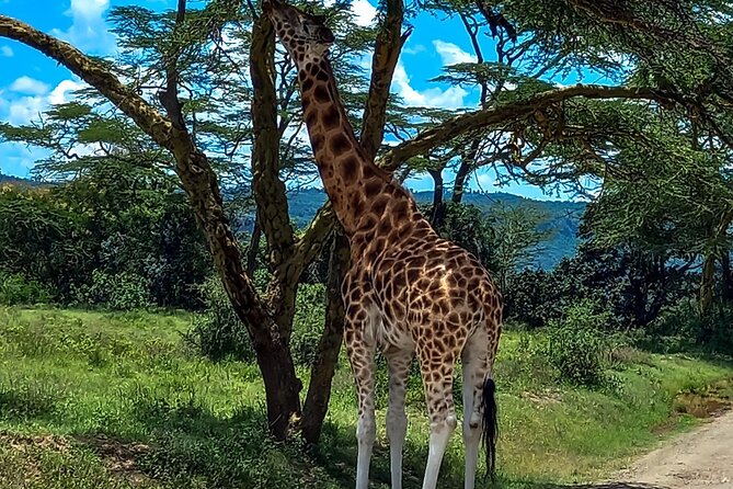 Nairobi National Park Safari With a Visit to Giraffe Center. - The 6am pickup and open-top van
