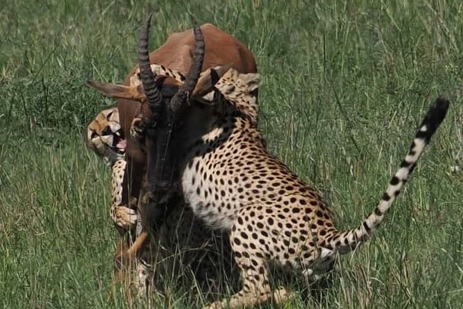 Nairobi Park Wildlife Safari - Birds add a second safari to the morning