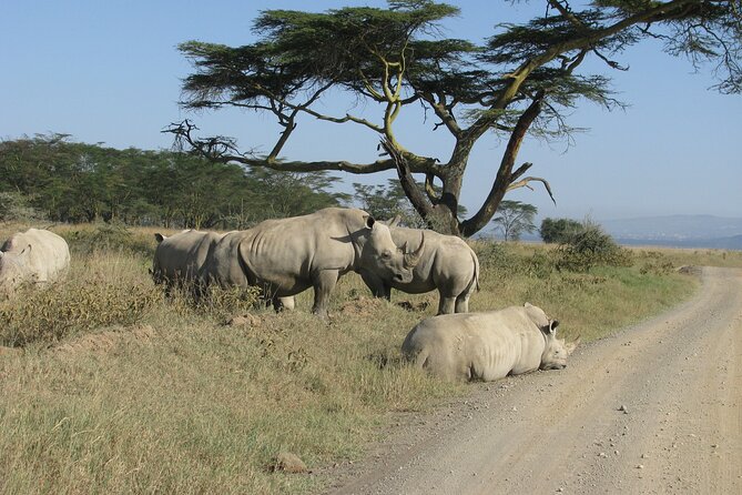 Nairobi Park Wildlife Safari - The Animal Orphanage and close-up encounters