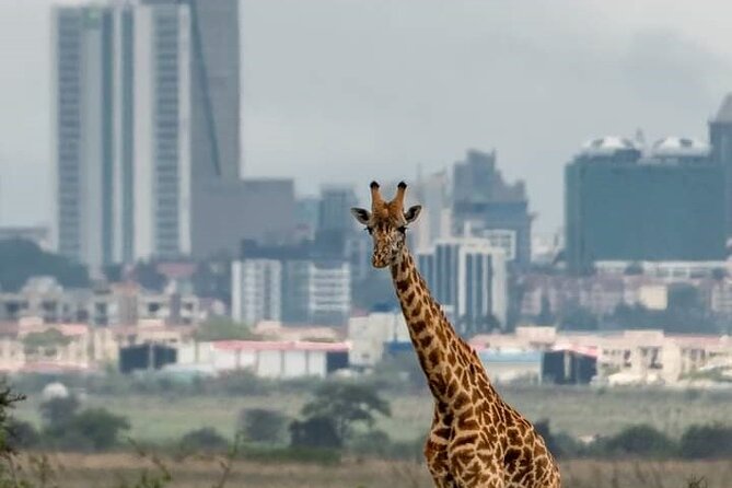 Nairobi Park Wildlife Safari - The 6:00 am start and pickup plan