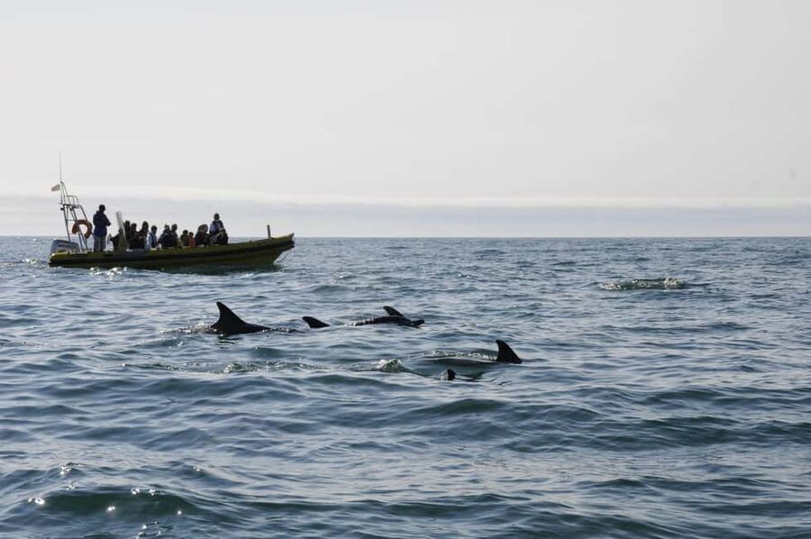 Nazaré: Dolphin Safari - A Two-Hour Search for Dolphins off Nazaré