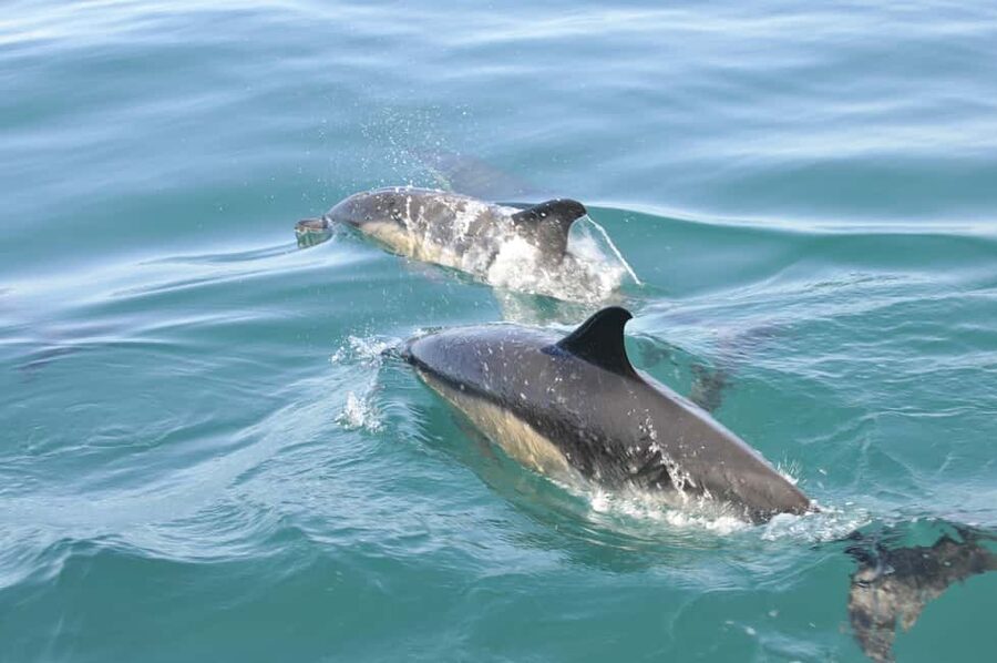 Nazaré: Dolphin Safari - Leaving from Avenida Manuel Remígio