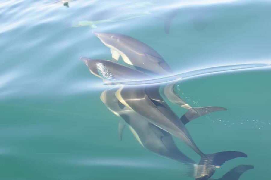 Nazaré: Dolphin Safari - Looking for Common and Bottlenose Dolphins