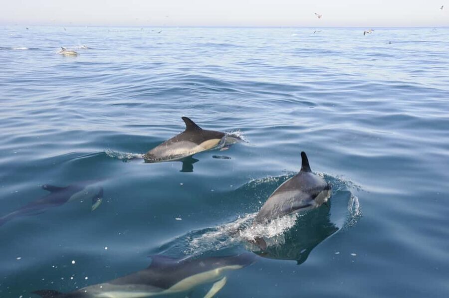 Nazaré: Dolphin Safari - The Safety Briefing Sets the Tone