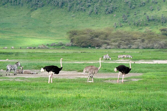 Ngorongoro Crater Day Trip – Shared Group Safari - Why Ngorongoro works as a one-day safari
