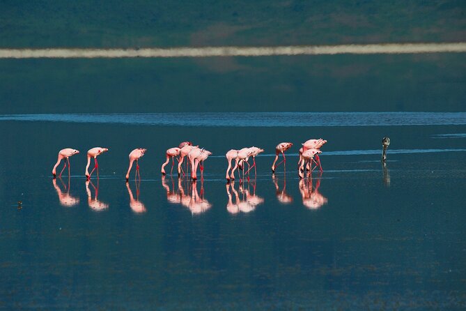 Ngorongoro Crater Day Trip – Shared Group Safari - Hippo pools and the quieter side of the crater