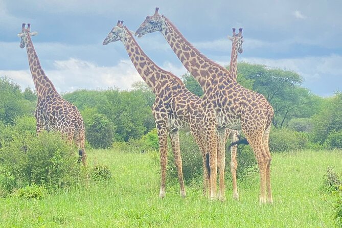 Ngorongoro Crater Day Trip – Shared Group Safari - Searching for black rhino