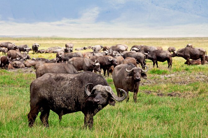 Ngorongoro Crater Day Trip – Shared Group Safari - The crater rim provides the first great view