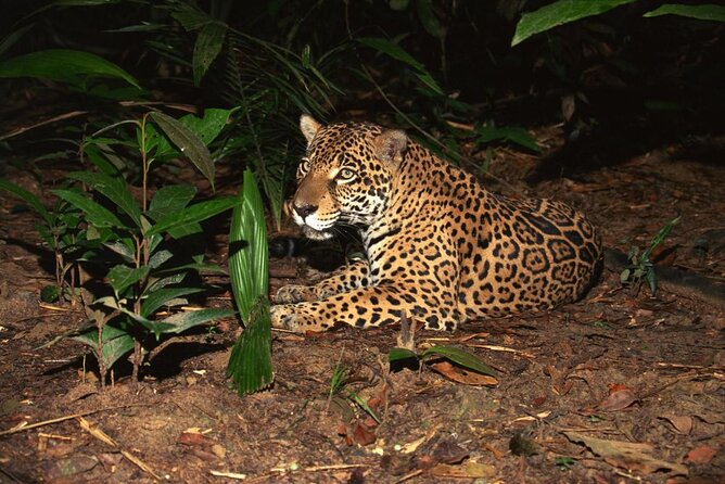 Night Safari Tour with Transfer - Boarding the open-air tram
