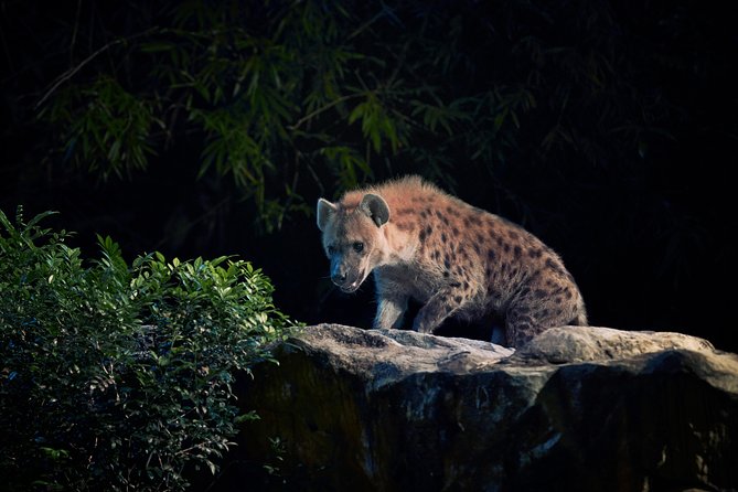 Night Safari Tour with Transfer - How the $101.40 price holds up