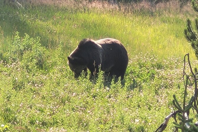 Northern Yellowstone Safari from Cody, WY - Chief Joseph Scenic Byway and Dead Indian Pass