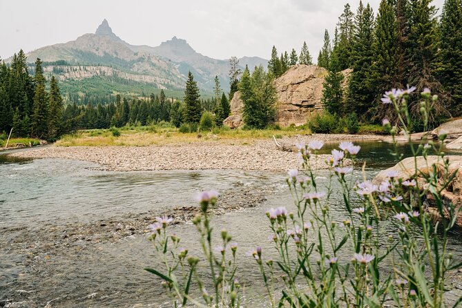 Northern Yellowstone Safari from Cody, WY - Dunraven Pass and Mount Washburn