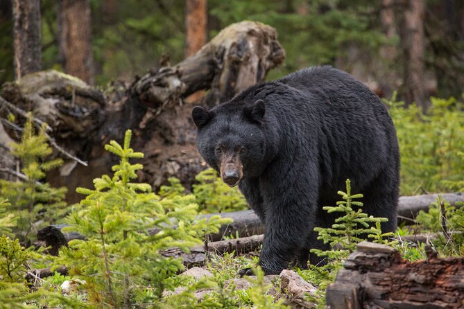 Northern Yellowstone Safari from Cody, WY - Grand Canyon of the Yellowstone and Lower Falls