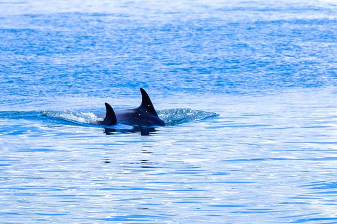 Ocean Safari - Rough water, cancellations, and practical comfort