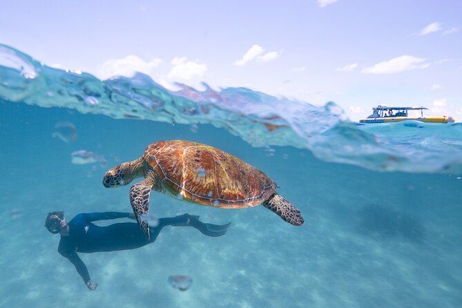 Ocean Safari Great Barrier Reef Experience in Cape Tribulation - Is the $148.47 price good value?