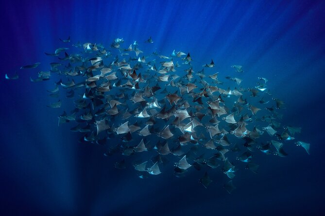 Ocean Safari: Sea Lions, Mobula Rays, Dolphins, Orcas & Whales - Key points to know before booking