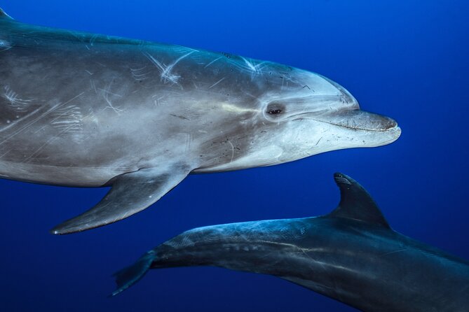 Ocean Safari: Sea Lions, Mobula Rays, Dolphins, Orcas & Whales - Leaving Playa Central at 8:00 in La Ventana