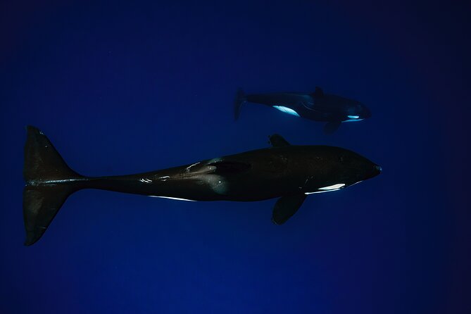 Ocean Safari: Sea Lions, Mobula Rays, Dolphins, Orcas & Whales - Dolphins, humpback whales, and larger surprises