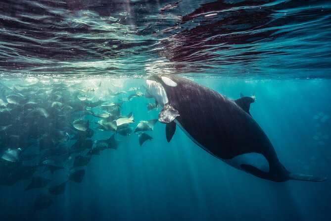 Ocean Safari: Sea Lions, Mobula Rays, Dolphins, Orcas & Whales - What kind of day should you expect?
