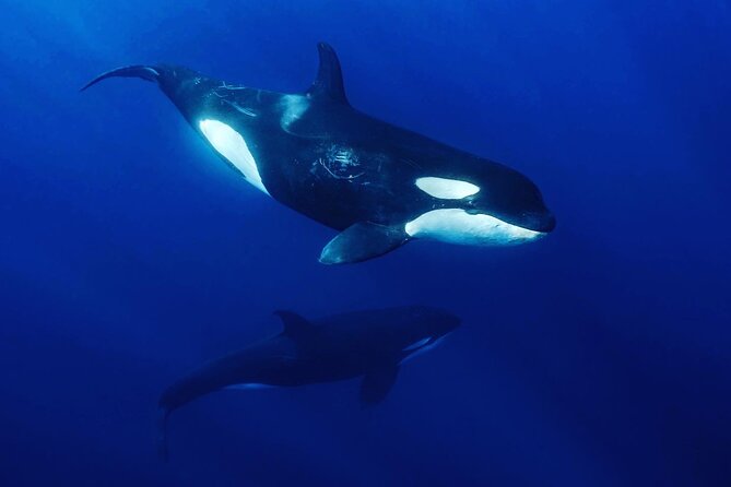 Ocean Safari: Sea Lions, Mobula Rays, Dolphins, Orcas & Whales - A five-hour search for marine life
