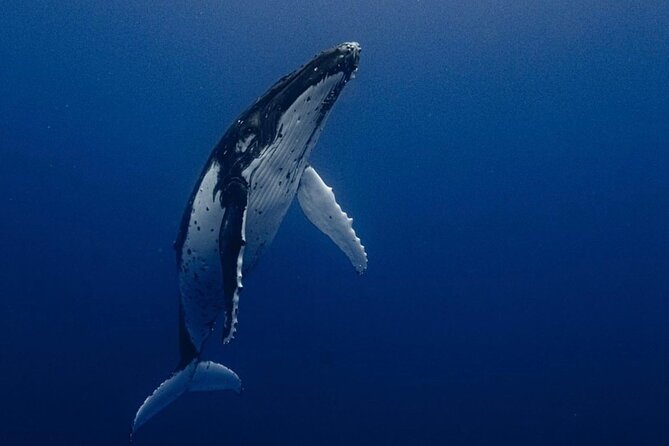 Ocean Safari Tour in Cabo San Lucas - Why Cabo’s open ocean makes this tour different