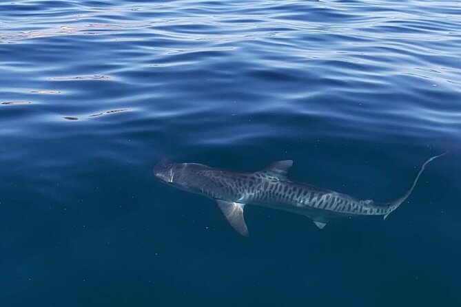 Ocean Safari Tour in Cabo San Lucas - Starting at Finisterra 1 in Cabo Marina