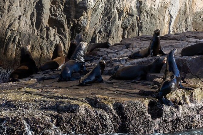 Ocean Safari Tour in Cabo San Lucas - Snorkeling in open water requires honest self-assessment