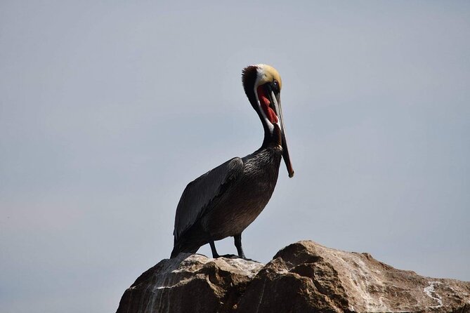 Ocean Safari Tour in Cabo San Lucas - What the guides add to four and a half hours at sea