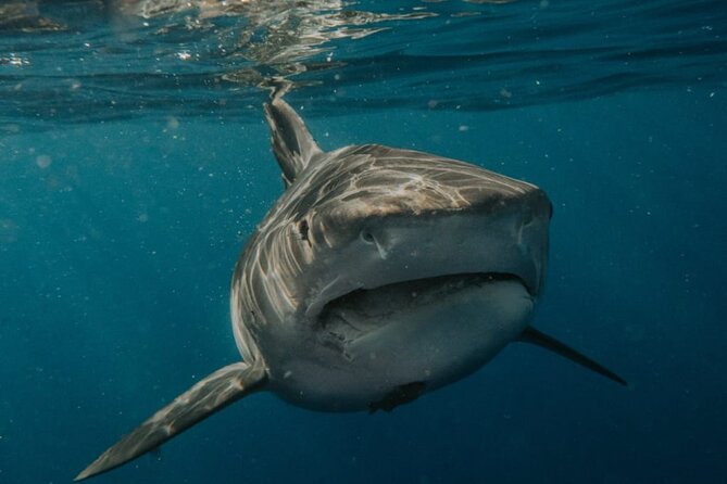 Ocean Safari Tour in Cabo San Lucas - A small boat group can make a big difference
