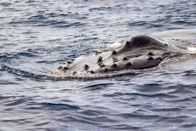 Ocean Safari Tour in Cabo San Lucas - Is the $208.97 price good value?