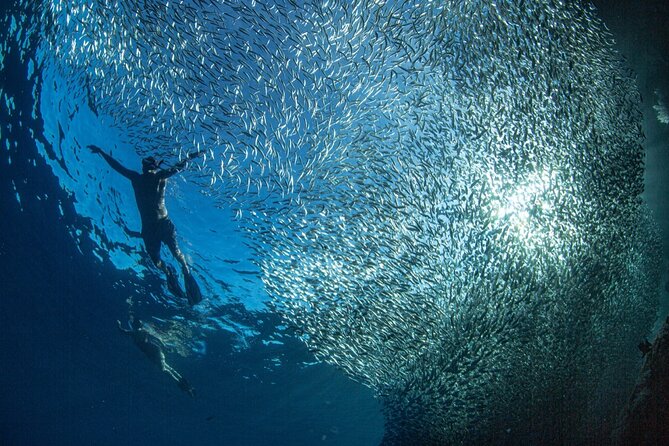 Ocean Safari Tour in Cabo San Lucas - Who should book this Cabo Ocean Safari?