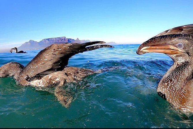 Ocean Safari - Slowing down to search Table Bay