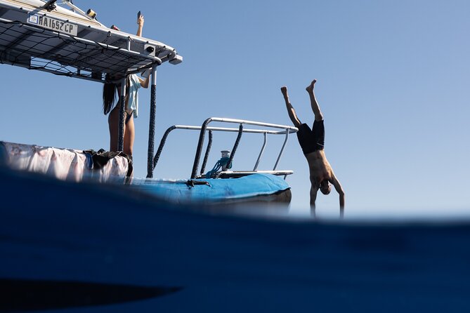Offshore Wildlife Safari and Reef Snorkel - Key points to know before you book