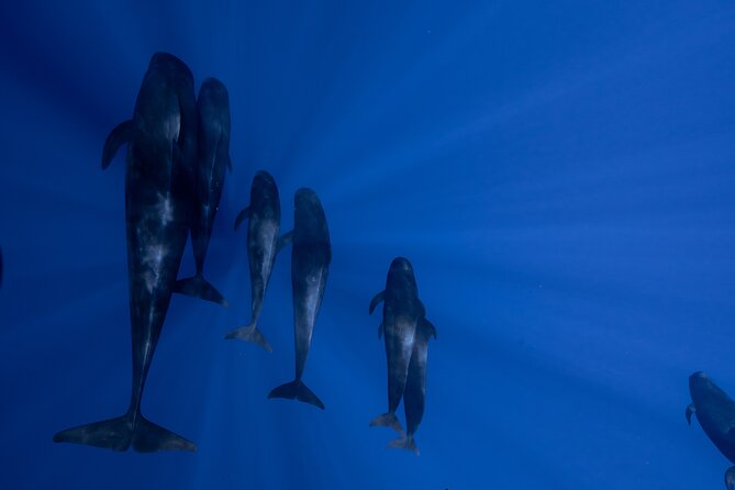 Offshore Wildlife Safari and Reef Snorkel - Leaving Kealakehe Harbor at 8:00 a.m.