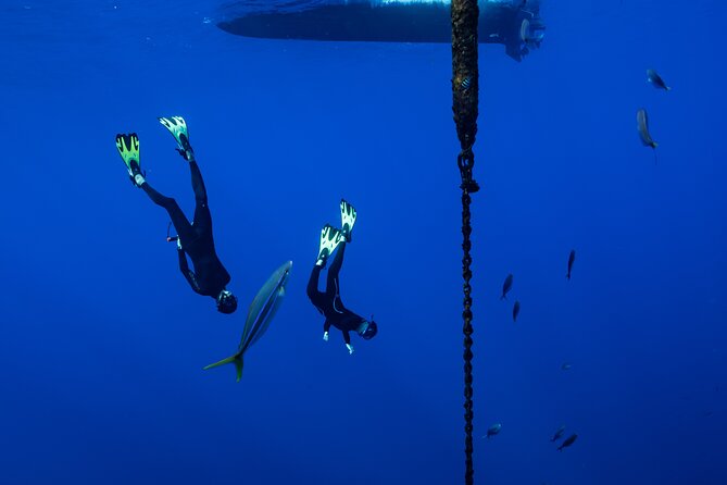 Offshore Wildlife Safari and Reef Snorkel - The offshore search is the real adventure