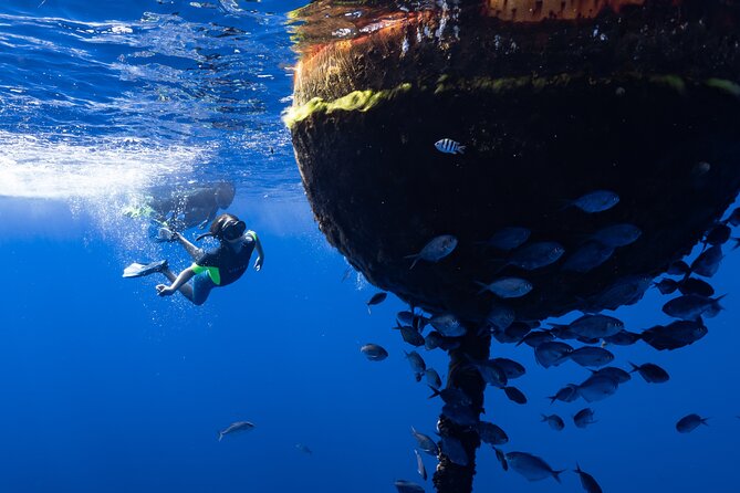 Offshore Wildlife Safari and Reef Snorkel - What the $190 price really buys you