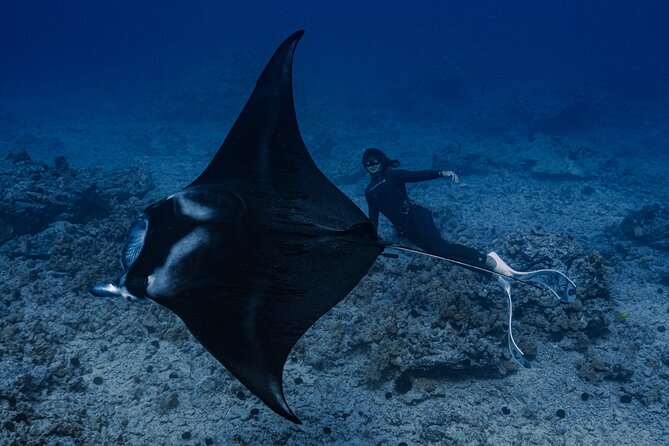 Offshore Wildlife Safari and Reef Snorkel - Who should take this trip