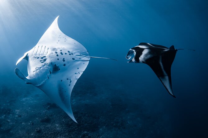 Offshore Wildlife Safari and Reef Snorkel - Reef snorkeling first, then the open ocean
