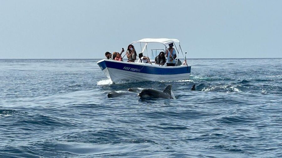 Olhão- Safari Watching Dolphins and other species - Setting out from Olhão’s waterfront