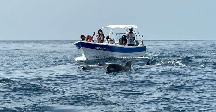 Olhão- Safari Watching Dolphins and other species - The Ria Formosa and the seabirds