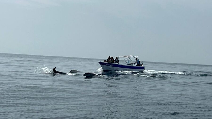 Olhão- Safari Watching Dolphins and other species - Who will enjoy this trip most