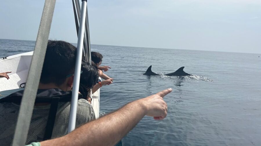 Olhão- Safari Watching Dolphins and other species - Watching dolphins where they really live