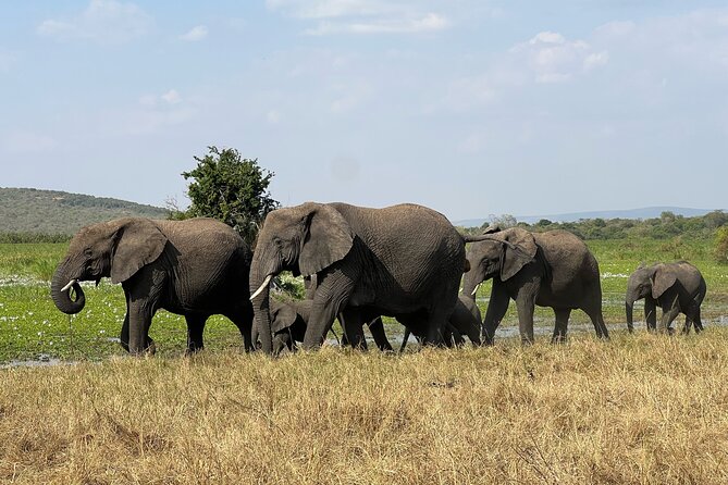 One Day Akagera Wildlife Safari - Big Five expectations, with nature in charge