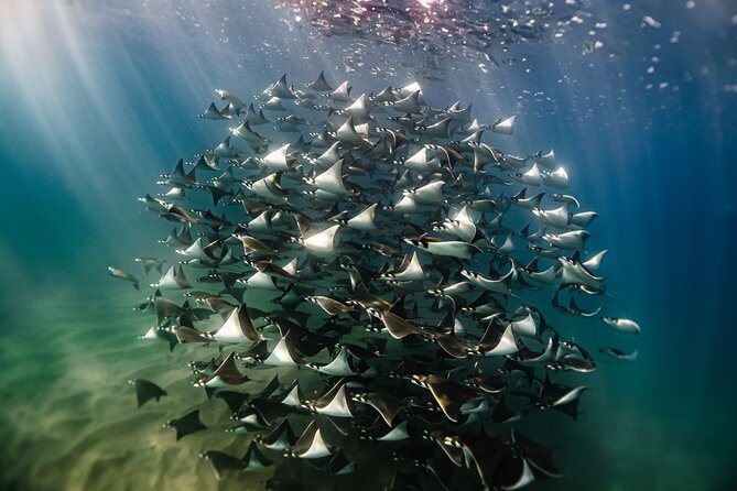 Open Ocean Safari and Whale Watching - Key points before you book